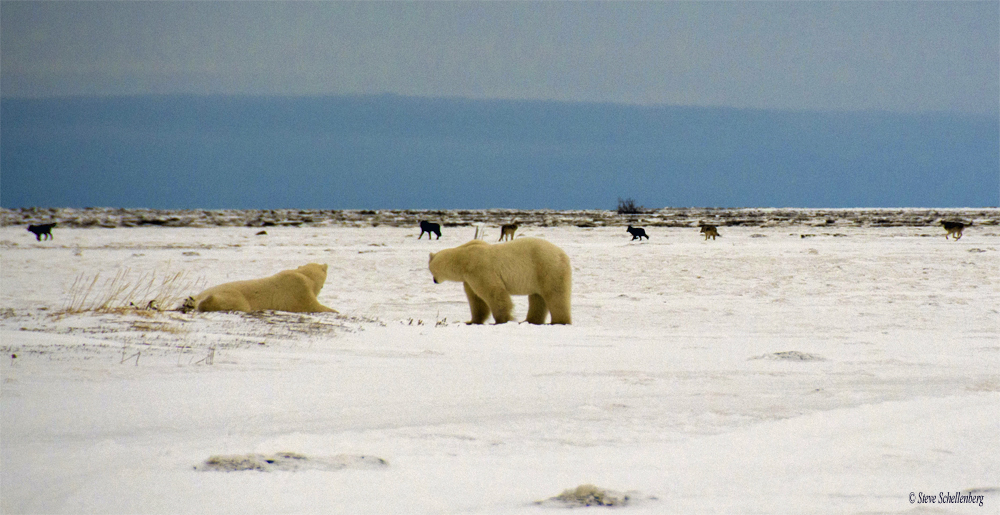 Wolf pack surrounds polar bears at Nanuk. Steve Schellenberg photo.