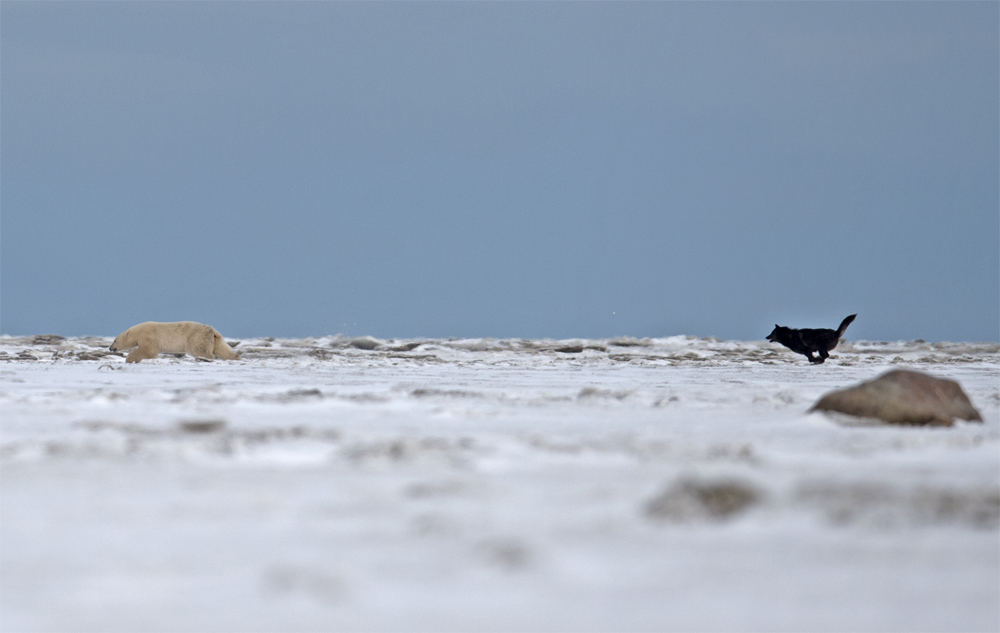 Wolf chasing polar bear at Nanuk Polar Bear Lodge. Jiangou Xie photo.