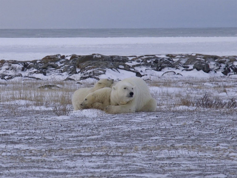 2015 Polar Bear Marathon, Running with polar bears