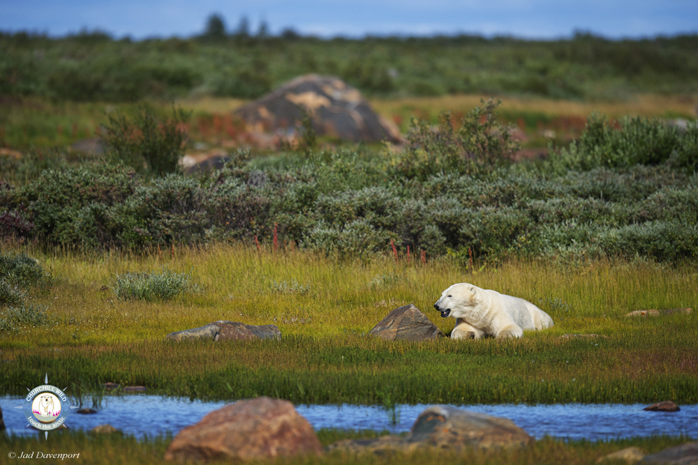 Polar bear relaxing near Seal River Heritage Lodge. Photo courtesy of Jad Davenport.