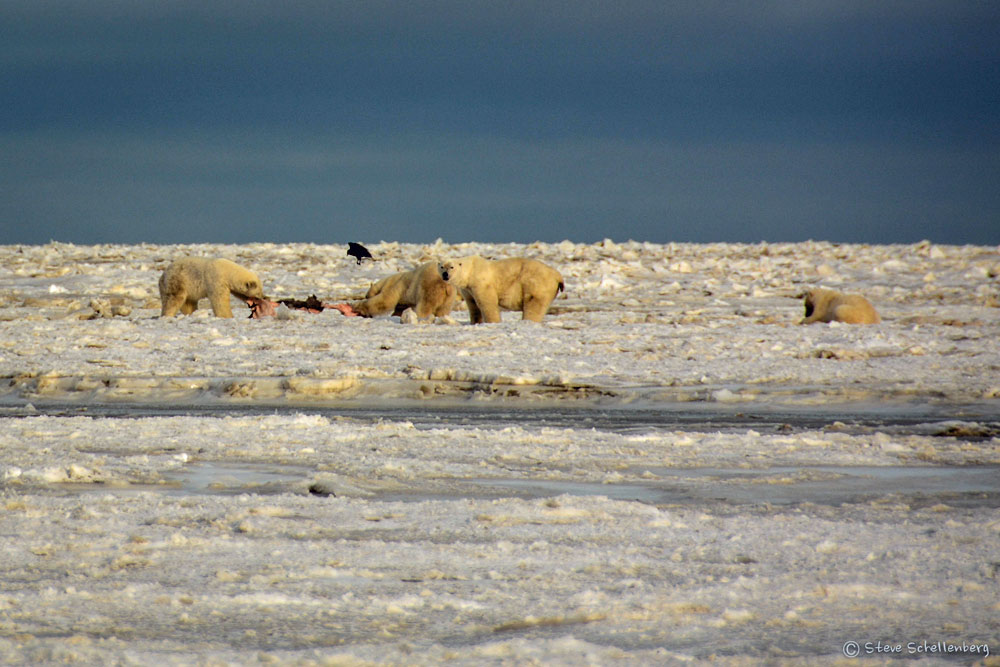 Polar bears feeding on seal at Nanuk Polar Bear Lodge.