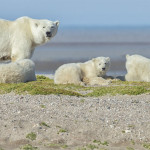 Polar bear mom and her three cubs. Nanuk Polar Bear Lodge.