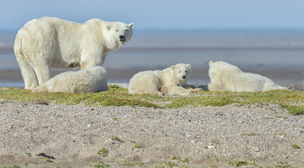 Polar bear Mom and cubs on gravel bar at Nanuk Polar Bear Lodge.