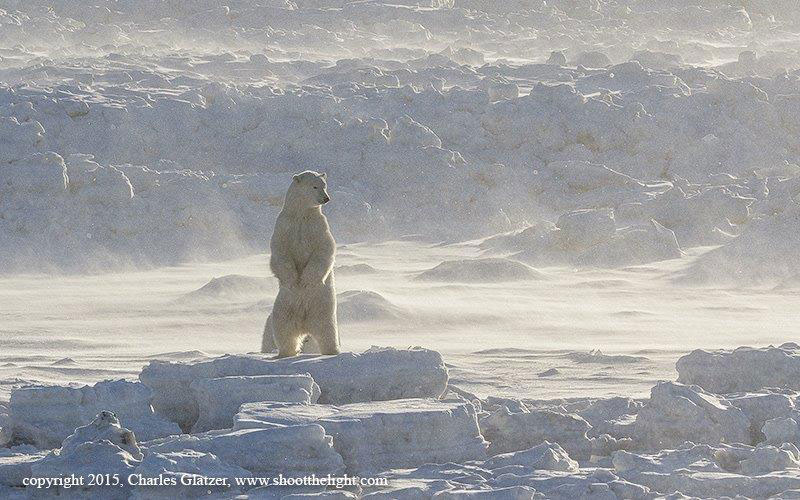 Polar bear surveying his domain at Seal River.