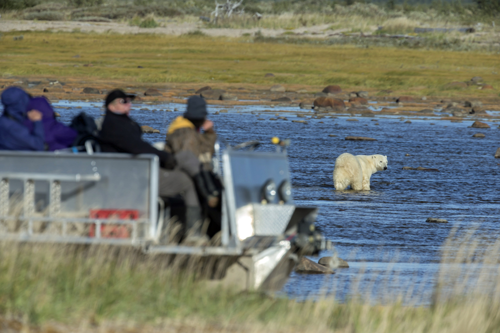 Guests observing polar bear from tundra rhino at Nanuk.