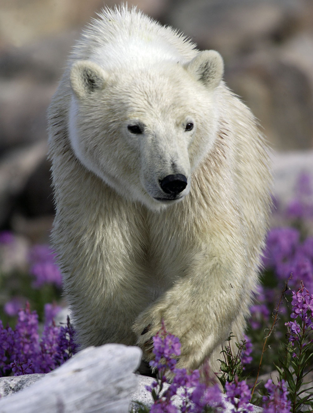 International Polar Bear Day 2016. Polar bear in rocks and fireweed at Seal River Heritage Lodge. Matthias Breiter photo.