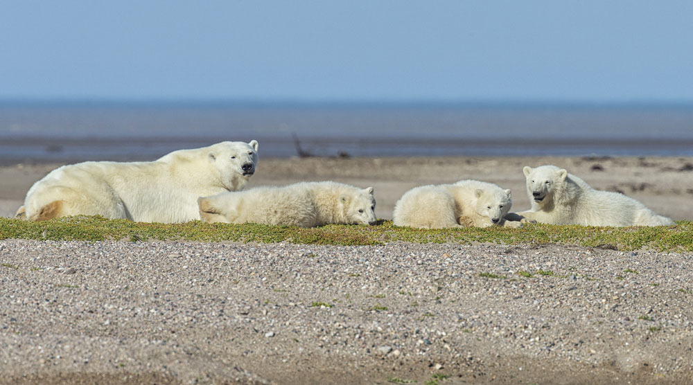 Polar bear family on gravel bar at Nanuk Polar Bear Lodge. Robert Postma photo.