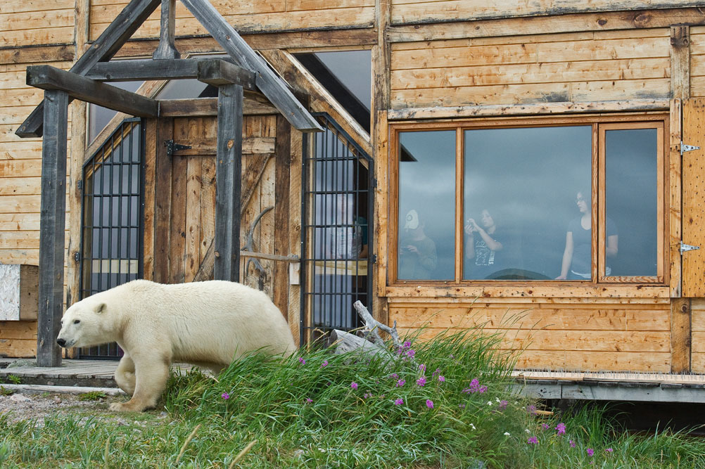 Polar bear walks by guests in the window at Seal River Heritage Lodge.