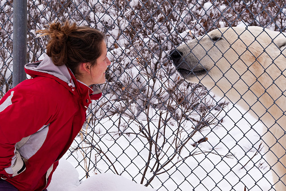 Up close and personal on the Great Ice Bear Adventure. Dennis Fast photo.