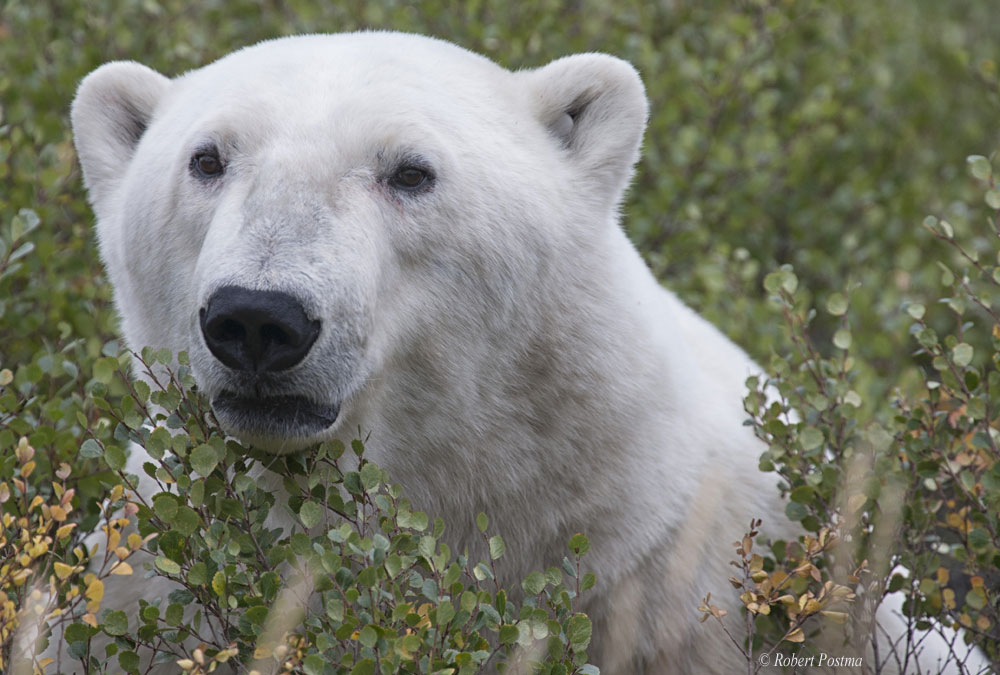 Will polar bears adapt and evolve? Robert Postma photo.