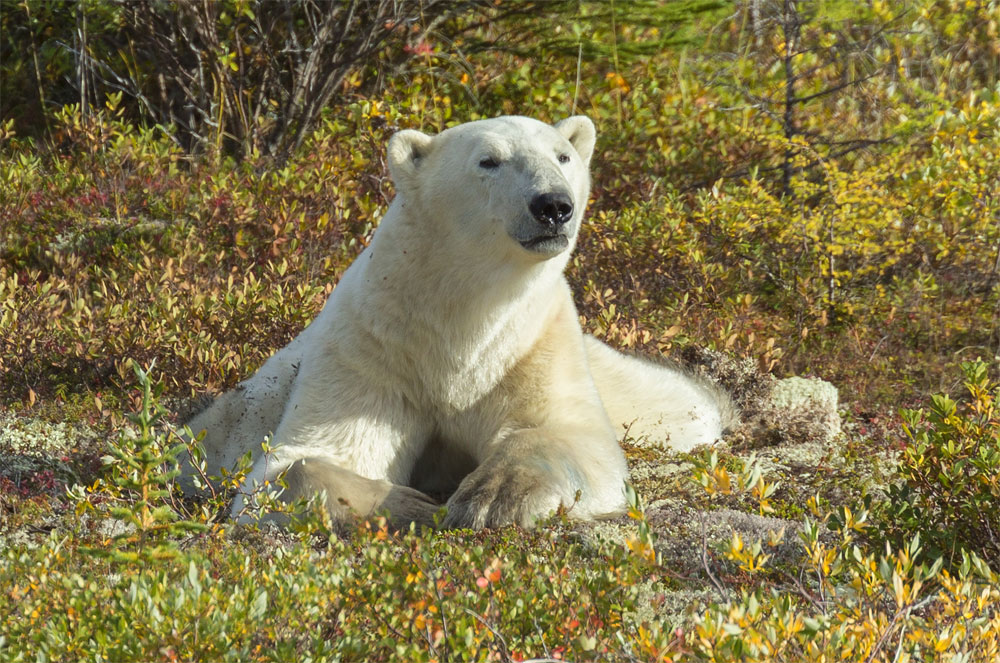 Polar bear surveys landscape at Nanuk Polar Bear Lodge.