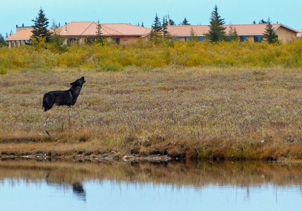 Wolf howling at Nanuk Polar Bear Lodge. Andy MacPherson photo.