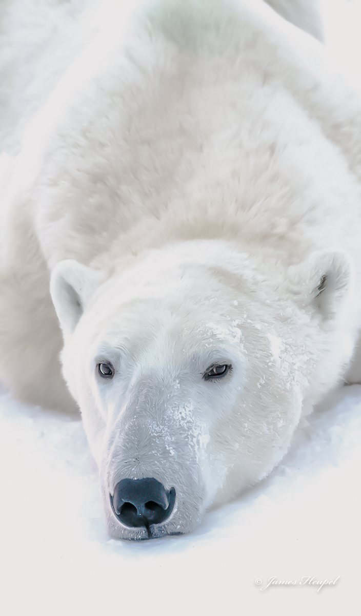 Polar bear lies on the icy ground, waiting... James Heupel photo.