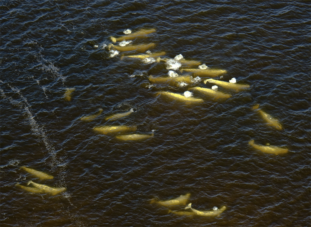 Beluga whales in Seal River estuary.
