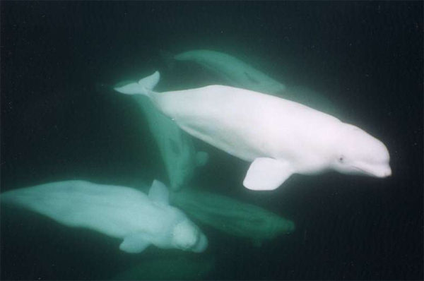 Swimming and snorkeling with belugas is becoming more popular.