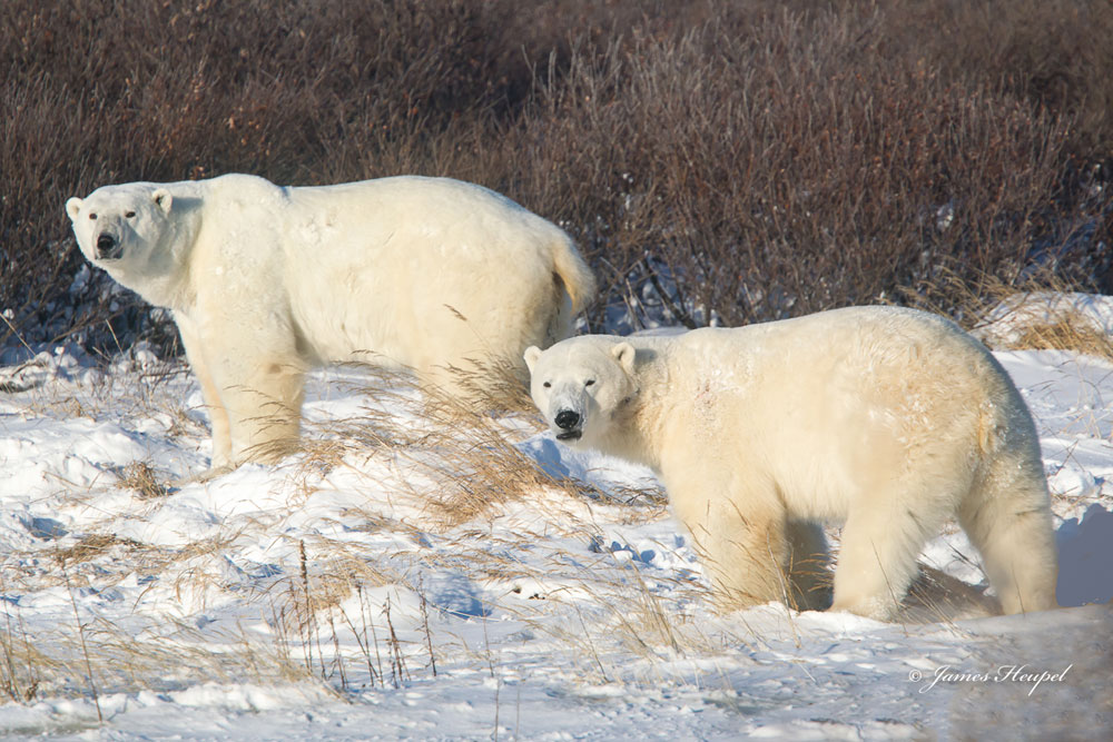 Polar bear couple at Seal River Heritage Lodge. James Heupel photo.