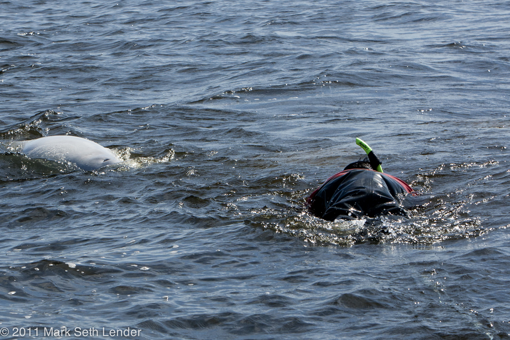 Swimming with belugas at Seal River. Photo courtesy of Mark Seth Lender.