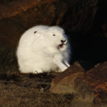 Arctic Hare at Seal River Heritage Lodge.