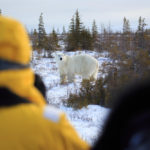 Polar bear and people on Great Ice Bear Adventure.