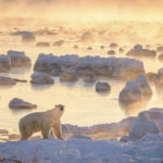 Polar bear in ice and fog at Seal River Heritage Lodge.