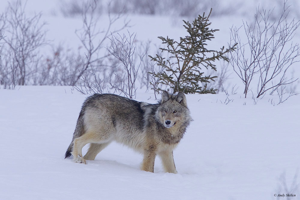 Mythical wolves make Nanuk trip special for adventurous photographers
