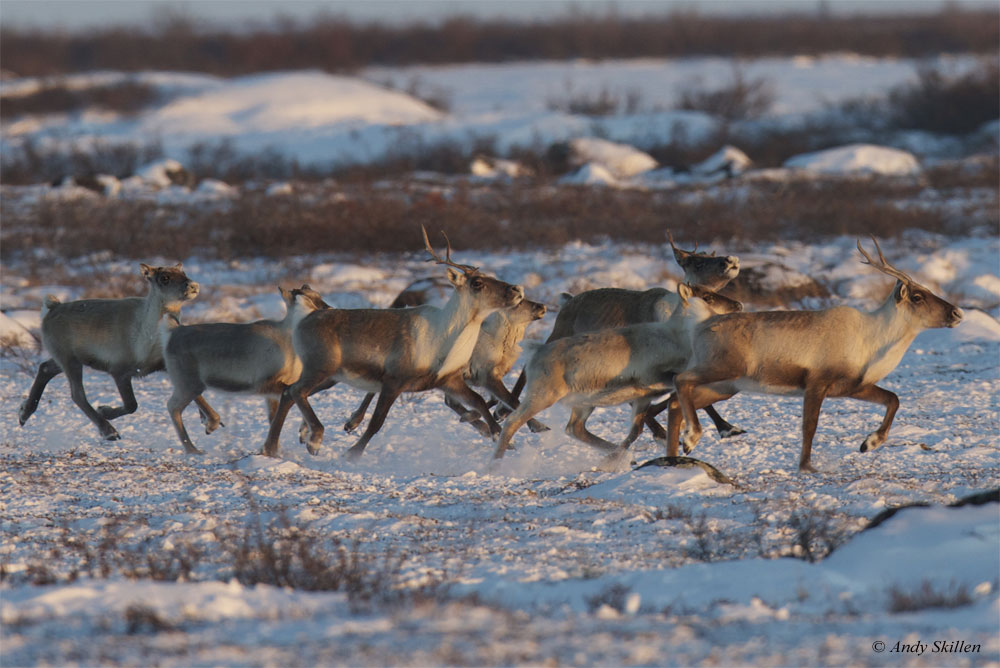 Caribou near Seal River Heritage Lodge. Andy Skillen photo.