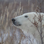 Peaceful polar bear at Dymond Lake Ecolodge.