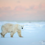Polar bear in blue light on photo safari.