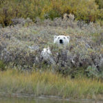 Polar bear in bushes near Nanuk Polar Bear Lodge.