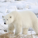 Polar bear stare at Seal River Heritage Lodge.