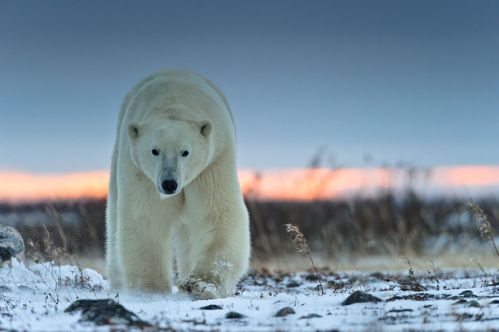 Polar bear walking towards you. Photo by Rudolf Hug.