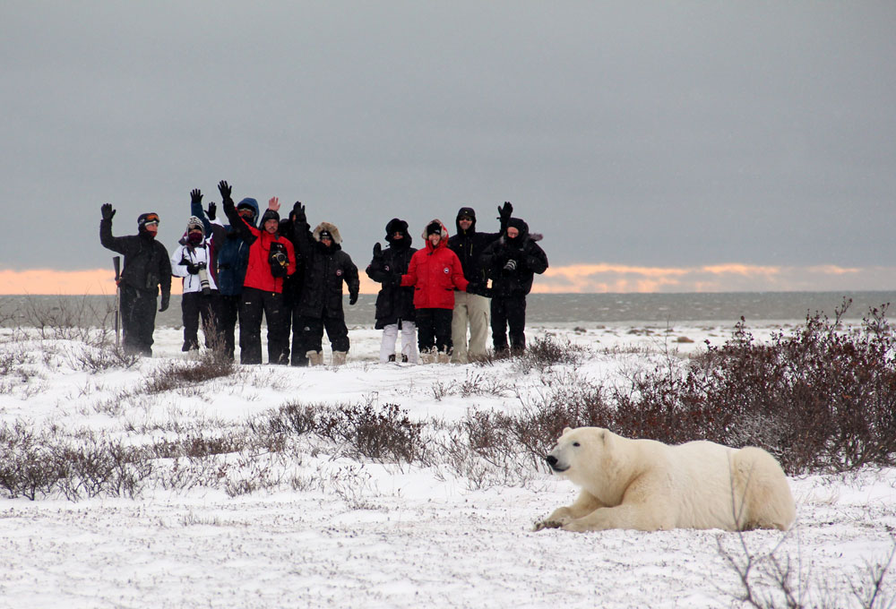 The polar bear and the people. A true story.