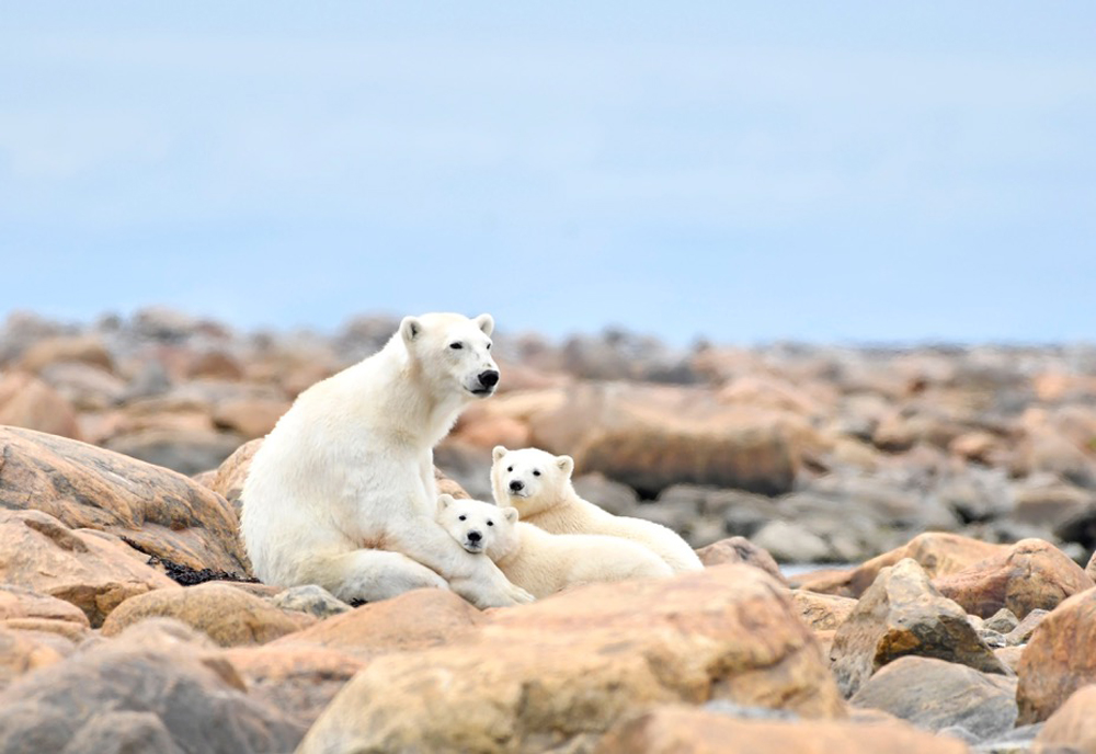 Polar bear cubs relaxing with Mom at Seal River.