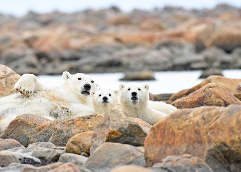 The Year of the Polar Bear at Seal River