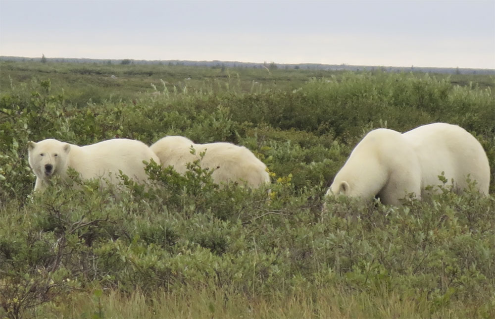 The welcoming committee. Polar bears in front of Seal River Heritage Lodge.