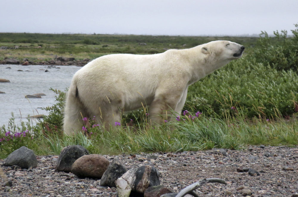 Polar bear, purple flowers and breeze. Seal River Heritage Lodge. Churchill Wild.