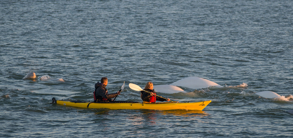 Kayaking with beluga whales on the Arctic Discovery adventure.