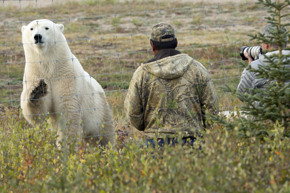 Polar bear converses with guests at Nanuk Polar Bear Lodge.
