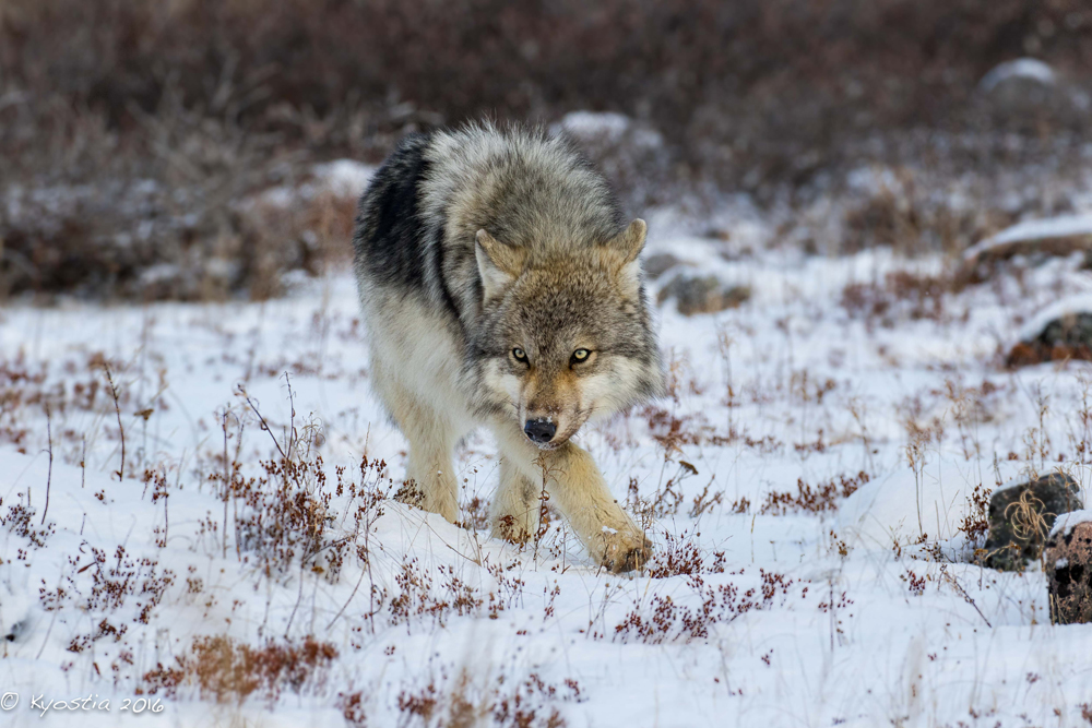 Lone wolf in soft light wows guests at Seal River Heritage Lodge