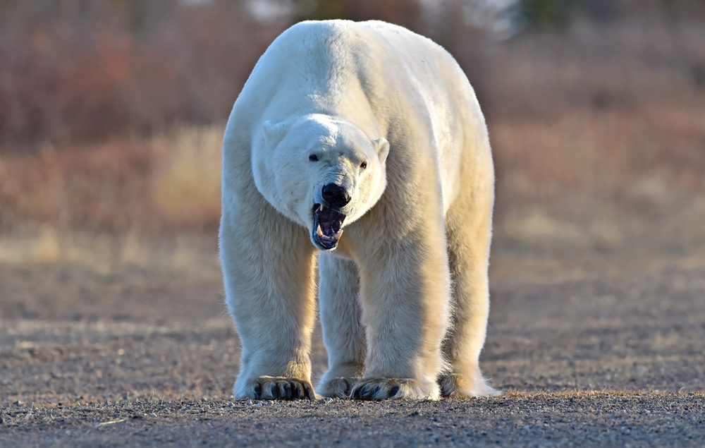 Polar bear growls his approval at Nanuk Polar Bear Lodge. Photo courtesy of Ian Johnson Safaris and Photography.