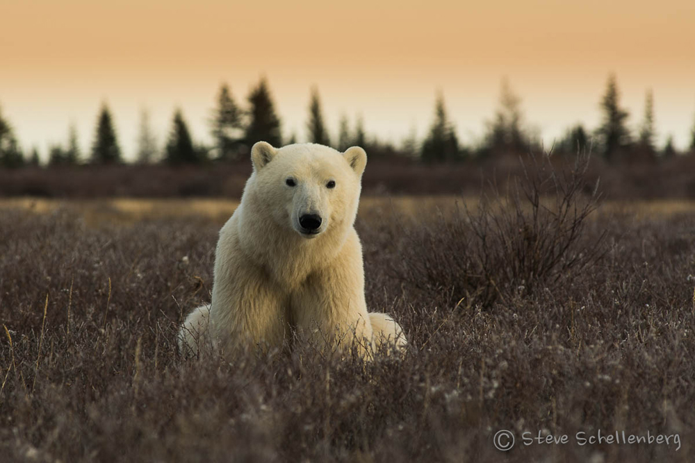 Young polar bear waiting in the willows at Nanuk Polar Bear Lodge. Steve Schellenberg photo.
