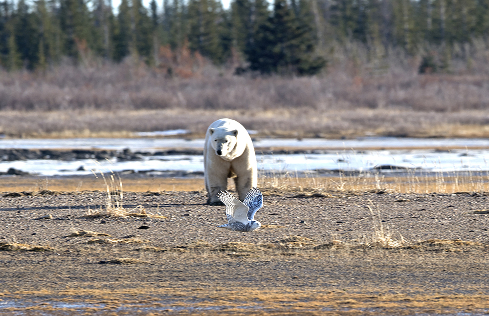 Big polar bears, wolves and a magical moment at Nanuk Polar Bear Lodge