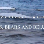 Birds, Bears and Belugas. Seal River Heritage Lodge.