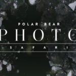 Polar Bear Photo Safari. Seal River Heritage Lodge. Nanuk Polar Bear Lodge.