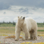 Nanuk polar bear photo graces text book cover. Charles Glatzer.