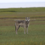 Wolf in the grass at Nanuk. Rohit Dsouza.