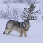 Wolf at Nanuk Polar Bear Lodge. Ian Johnson.