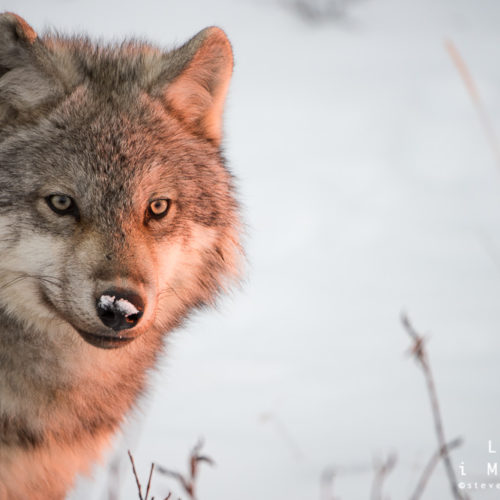 2016 In Photos: Polar bears, wolves, guests make for memorable year