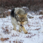 Stalking wolf at Seal River Heritage Lodge. Derek Kyostia photo.