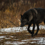 Lone black wolf at Nanuk. Steve Schellenberg.